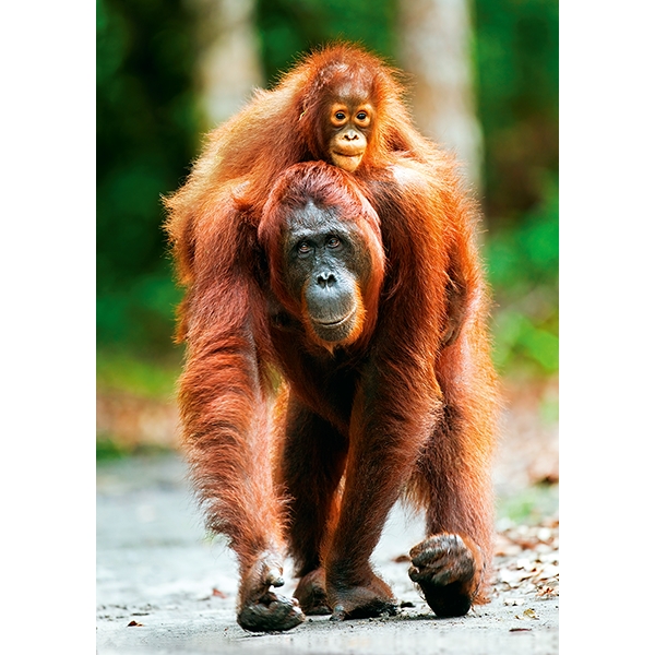 Palapeli 1000 Palaa Orangutang (Kuva 1 tuotteesta 2)