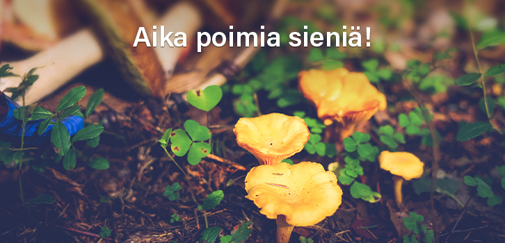 Ulos luontoon etsimään metsän kultaa!