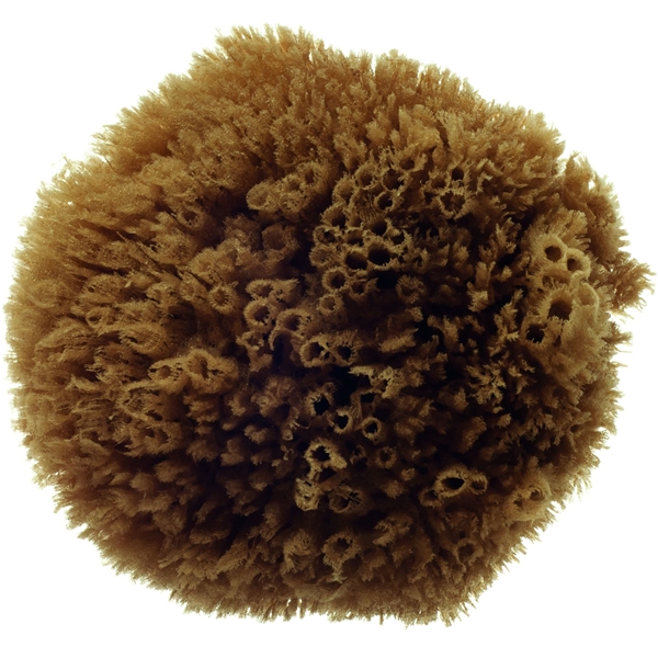 Grass Sea Sponge