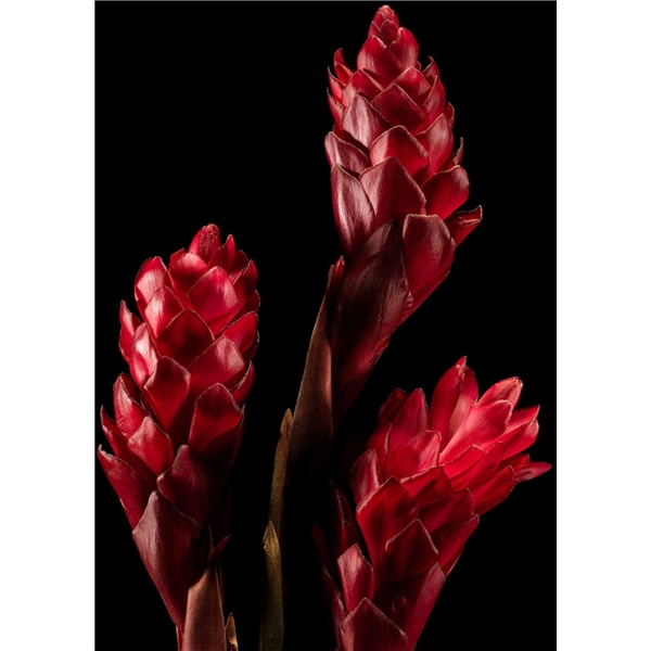 Polo Red - Eau de parfum (Kuva 4 tuotteesta 6)