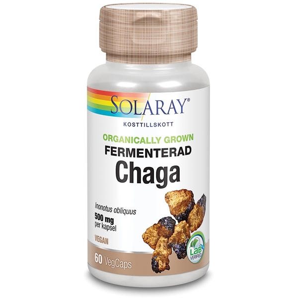 Fermenterad Chaga