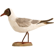 Naurulokki