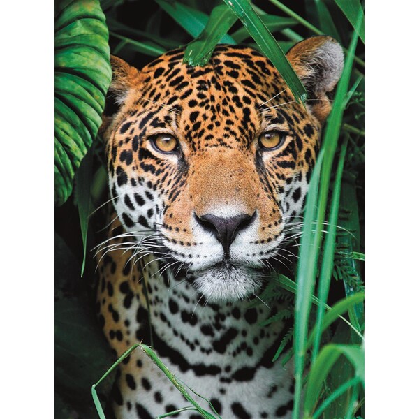500 palan palapeli CB Jaguar in the Jungle (Kuva 2 tuotteesta 4)