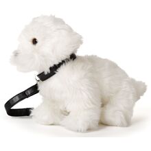 Maltaankoira talutushihnassa