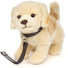 Golden Retriever talutushihnassa