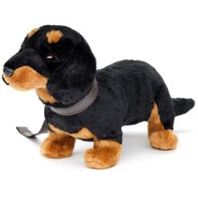 Mäyräkoira kaulapannalla