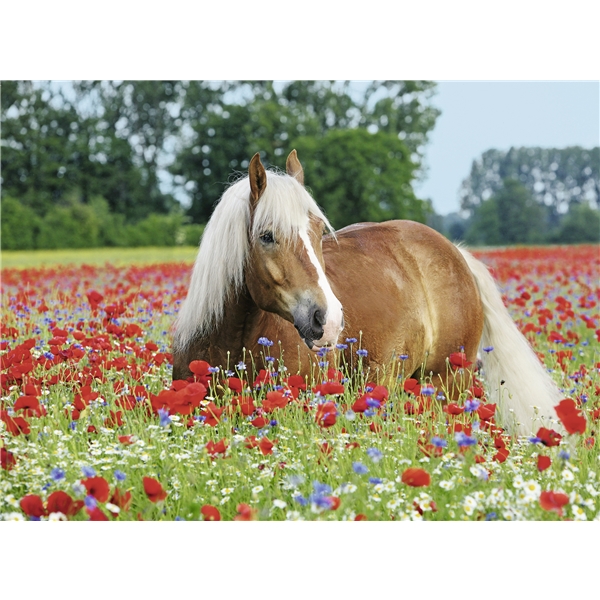 Palapeli 500 Palaa Horse in the Poppy Field (Kuva 2 tuotteesta 2)