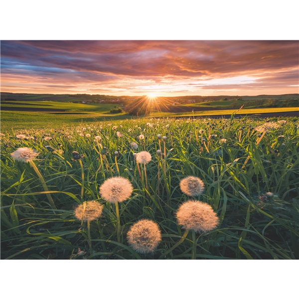 Palapeli 500 Palaa Dandelions in Sunset (Kuva 2 tuotteesta 2)